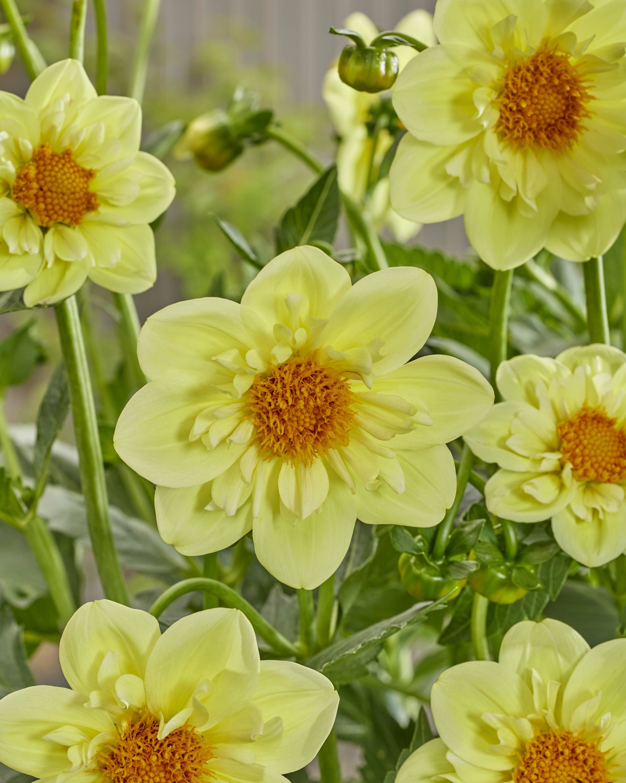 Dahlia Lemon Sherbet 3 Litre - Stewarts Garden Centre