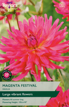 Dahlia Magenta Festival