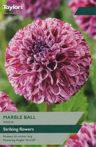 Dahlia Marble Ball