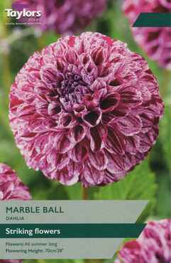 Dahlia Marble Ball