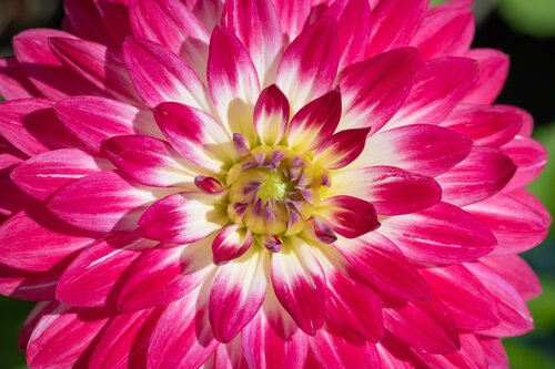 Dahlia Maxi Cherry Blast 3 Litre