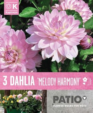 Dahlia Melody Harmony