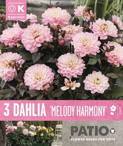 Dahlia Melody Harmony