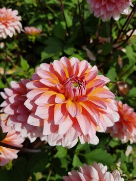 Dahlia Misses Dutch 3 Litre