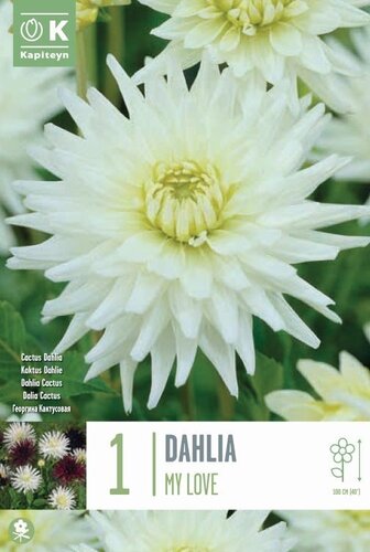 Dahlia My Love