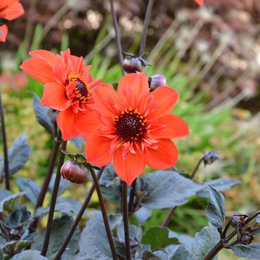 Dahlia Mystic Flares Time 3 Litre