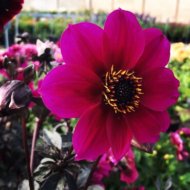 Dahlia Mystic Wizard 3 Litre