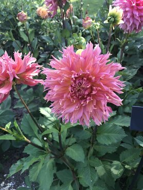 Dahlia Omega 3 Litre