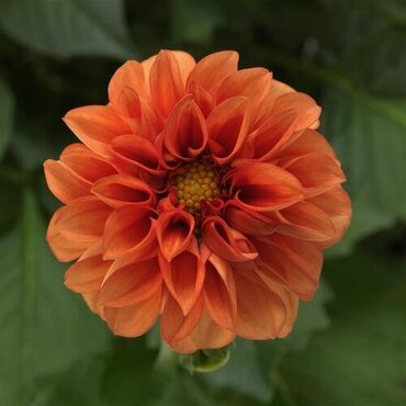 Dahlia Orange Jumbo Six Pack