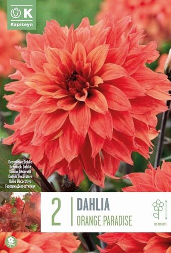 Dahlia Orange Paradise