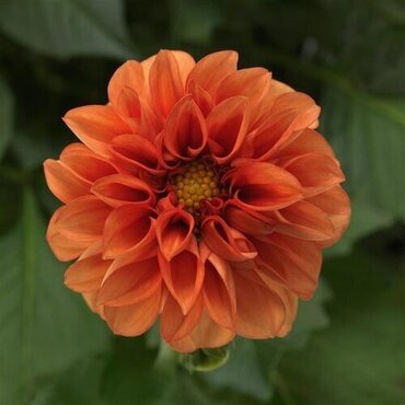 Dahlia Orange Six Pack