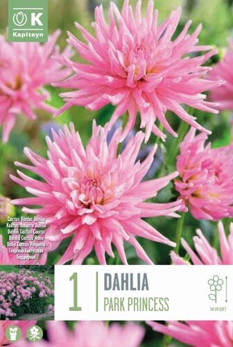 Dahlia Park Princess