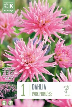 Dahlia Park Princess