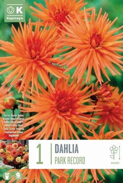 Dahlia Park Record