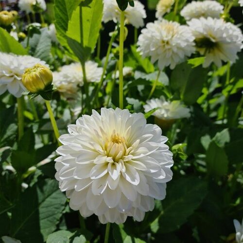 Dahlia Petras Wedding 3 Litre