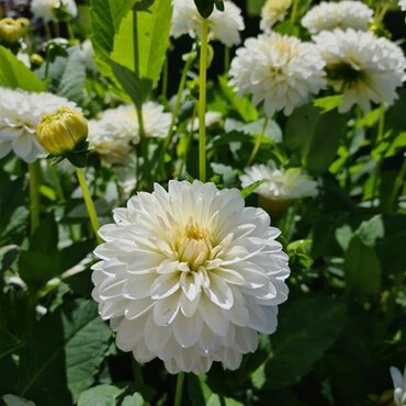 Dahlia Petras Wedding 3 Litre