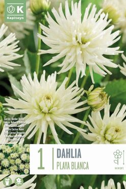 Dahlia Border Cactus Playa Blanca