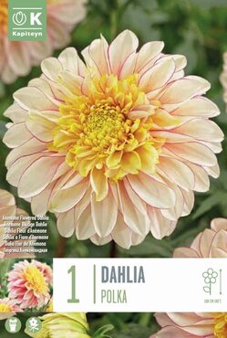 Dahlia Polka