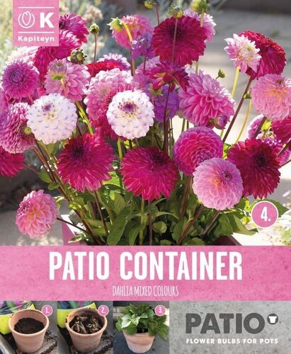 Dahlia Pompon Sorbet Shades