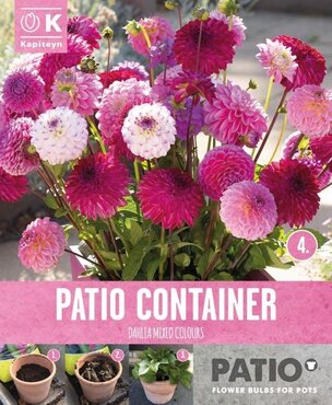Dahlia Pompon Sorbet Shades