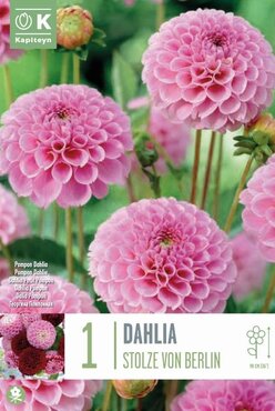 Dahlia Pompon Stolze Von Berlin