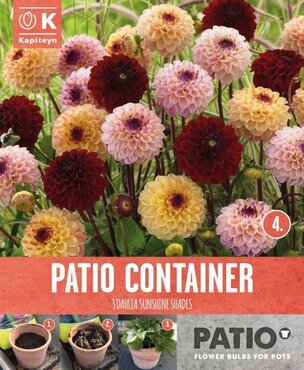 Dahlia Pompon Sunshine Shades