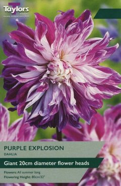 Dahlia Purple Explosion