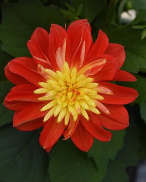 Dahlia Red and Yellow Bi Colour Jumbo Six Pack