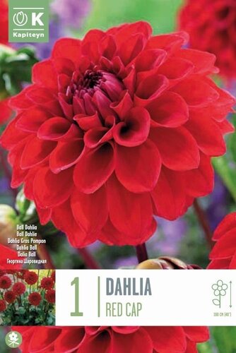 Dahlia Red Cap