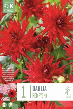 Dahlia Red Pigmy