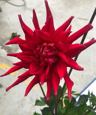 Dahlia Red Pygmy 3 Litre