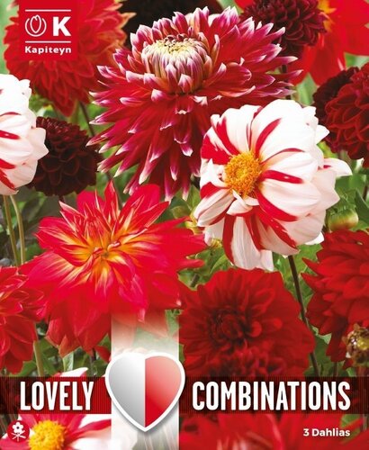 Dahlia Red & White Shades