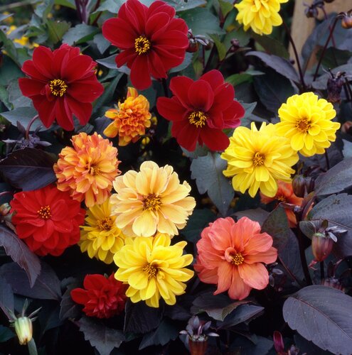 Dahlia Redskin Mixed Six Pack