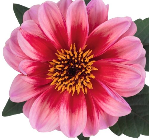 Dahlia Revelation Salmon Bicolour 2 Litre