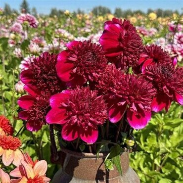 Dahlia Rockstar 3 Litre