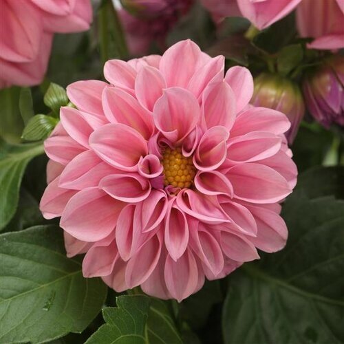 Dahlia Rose Jumbo Six Pack