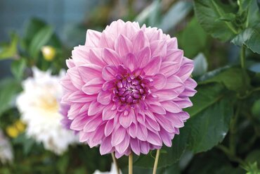 Dahlia Sakura Fubuki 3 Litre