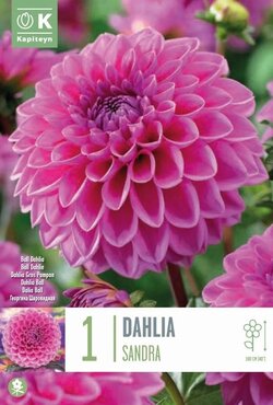 Dahlia Ball Sandra