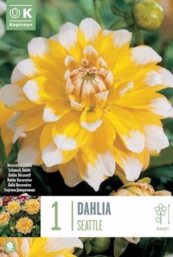 Dahlia Decorative Seattle