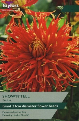 Dahlia Show'N'Tell