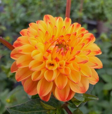 Dahlia Souvenir d'Ete 3 Litre