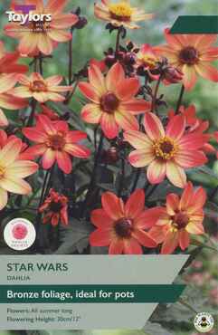 Dahlia Star Wars