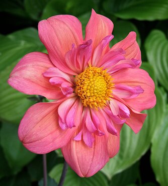 Dahlia Strawberry Bon Bon 3 Litre