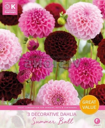 Dahlia Summer Ball Promo Pack