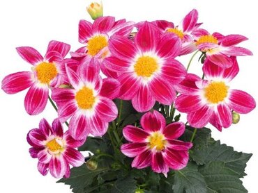 Dahlia Summer Bees Purple Bicolour 3.2 Litre