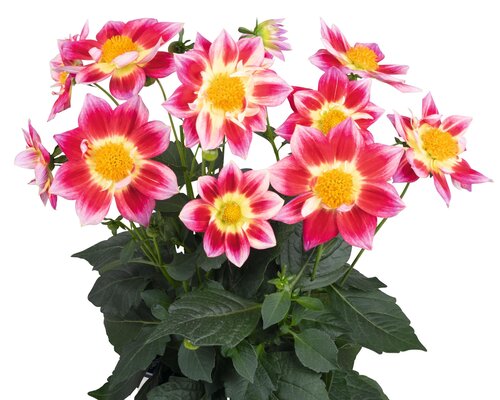 Dahlia Summer Bees Red Bicolour 3.2 Litre