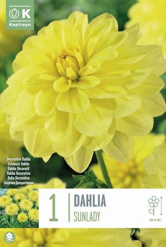 Dahlia Sunlady