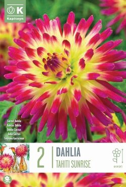 Dahlia Cactus Tahiti Sunrise