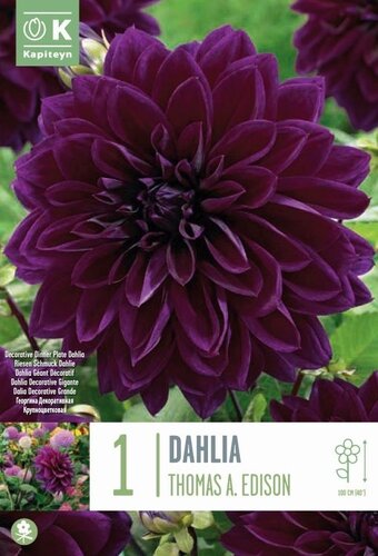 Dahlia Decorative Thomas A Edison