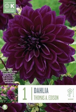 Dahlia Decorative Thomas A Edison